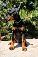 Iris, a female Doberman Pinscher for sale in Beaver City, NE – 5 of 10
