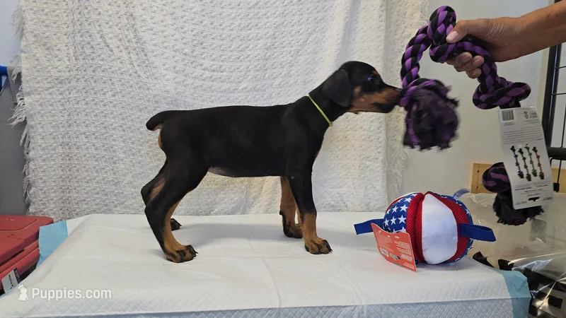 Yellow collar – Doberman Pinscher puppy for sale in Beaver City, NE