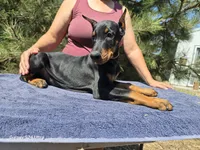 Bruno, a male Doberman Pinscher for sale in Beaver City, NE – 3 of 10