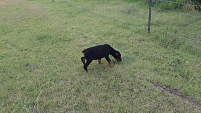 Light blue, a male Doberman Pinscher for sale in Beaver City, NE – 2 of 2