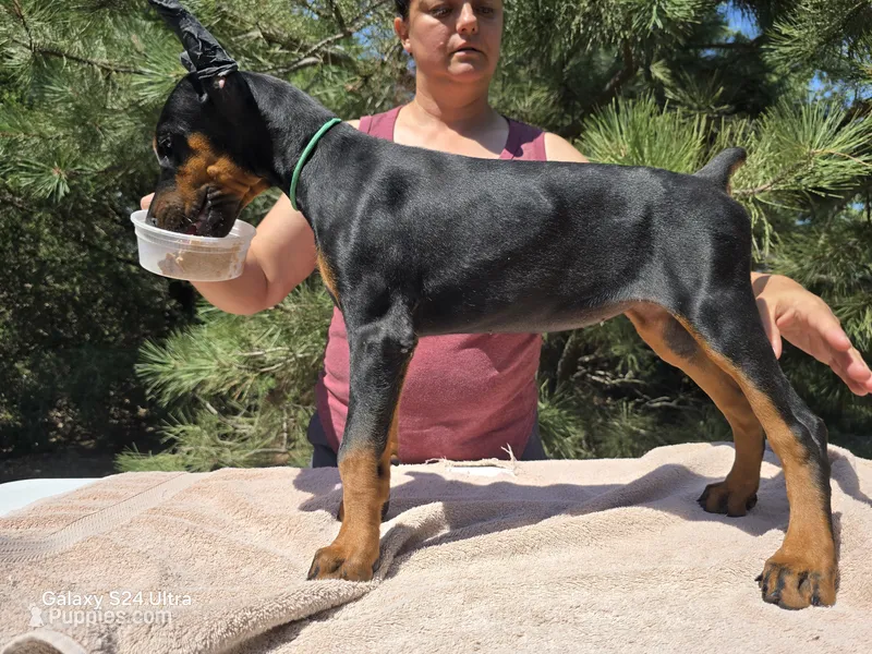 Iris – Doberman Pinscher puppy for sale in Beaver City, NE