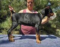 Bruno, a male Doberman Pinscher for sale in Beaver City, NE – 2 of 10