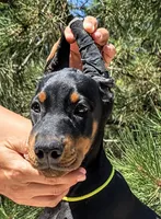 Daisy , a male Doberman Pinscher for sale in Beaver City, NE – 4 of 10