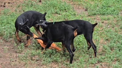 Bruno, a male Doberman Pinscher for sale in Beaver City, NE – 6 of 10