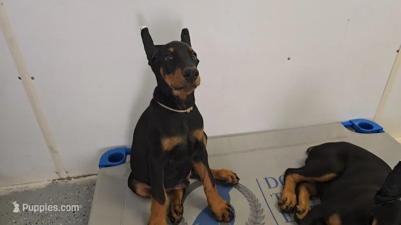 Grey collar – Doberman Pinscher puppy for sale in Beaver City, NE