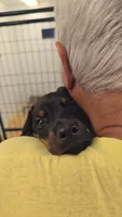 Daisy , a male Doberman Pinscher for sale in Beaver City, NE – 7 of 10