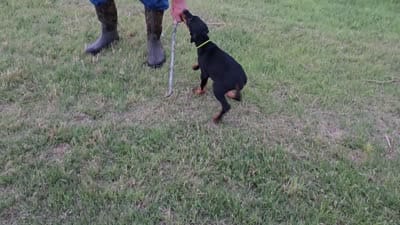 Grey collar, a male Doberman Pinscher for sale in Beaver City, NE – 1 of 1