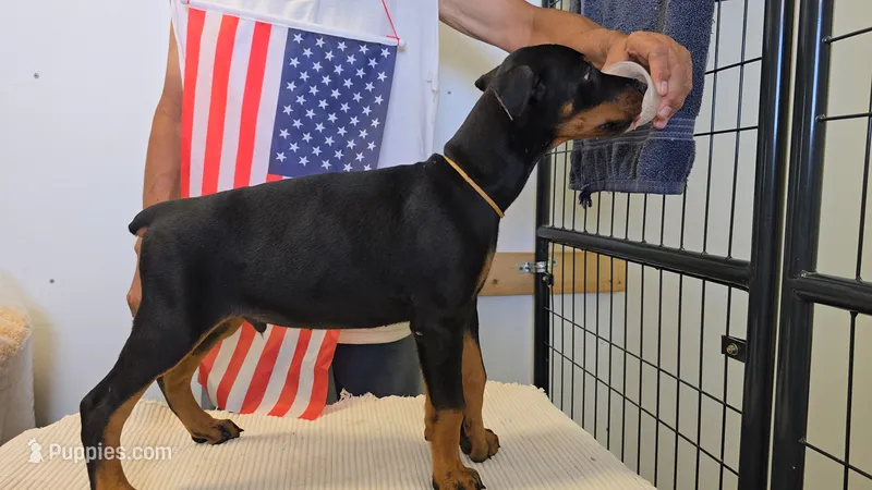Tan collar – Doberman Pinscher puppy for sale in Beaver City, NE