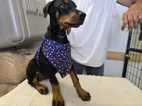 Daisy , a male Doberman Pinscher for sale in Beaver City, NE – 5 of 10