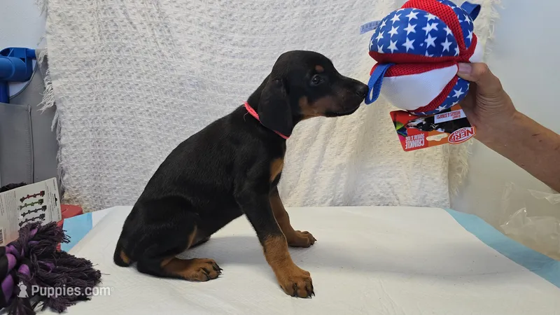 Red collar – Doberman Pinscher puppy for sale in Beaver City, NE