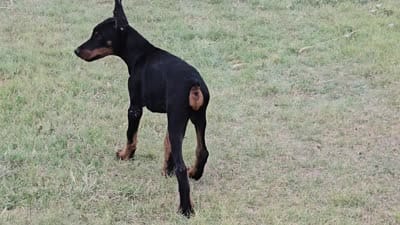 Bruno, a male Doberman Pinscher for sale in Beaver City, NE – 5 of 10