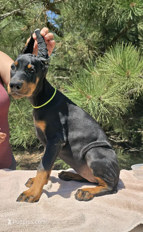 Daisy  – Doberman Pinscher puppy for sale in Beaver City, NE