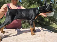 Iris, a female Doberman Pinscher for sale in Beaver City, NE – 9 of 10
