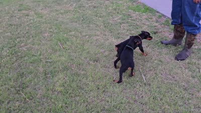 Blue collar, a male Doberman Pinscher for sale in Beaver City, NE – 1 of 1