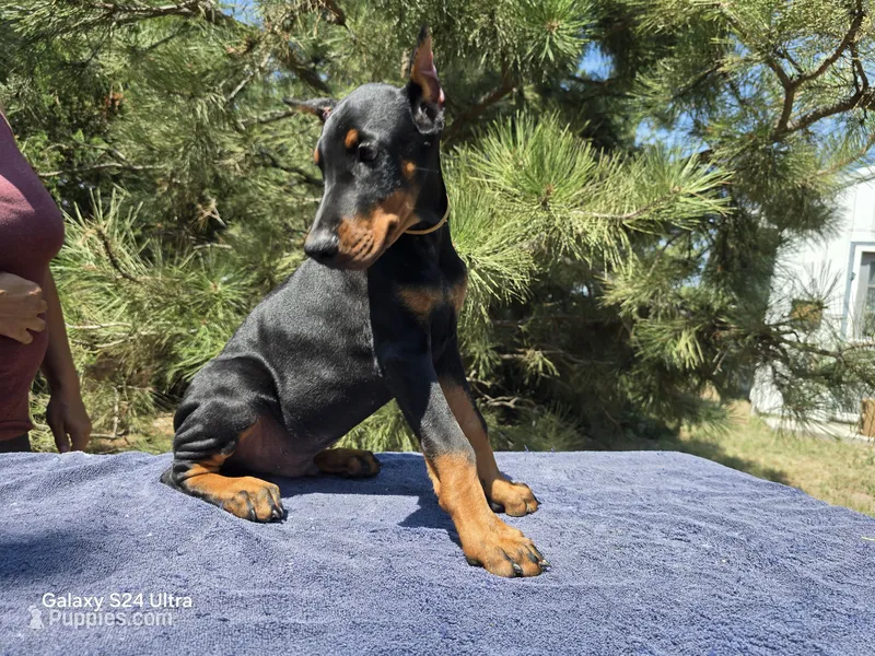 Bruno – Doberman Pinscher puppy for sale in Beaver City, NE