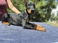 Bruno, a male Doberman Pinscher for sale in Beaver City, NE – 8 of 10