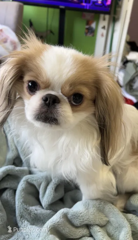 Yuri – Japanese Chin puppy for sale in Barre, VT