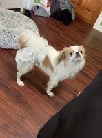 Yuri, a male Japanese Chin for sale in Barre, VT – Photo 2 of 9