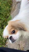 Yuri, a male Japanese Chin for sale in Barre, VT – Photo 8 of 9