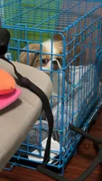 Yuri, a male Japanese Chin for sale in Barre, VT – Photo 7 of 9