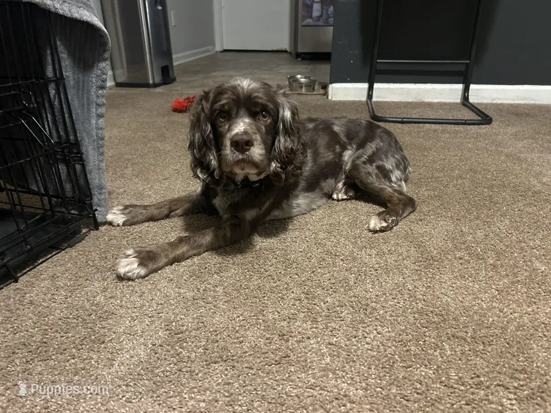 Bentley  – Cocker Spaniel puppy for sale in Spartanburg, SC
