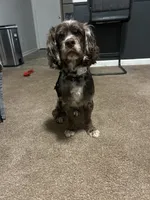 Bentley , a male Cocker Spaniel for sale in Spartanburg, SC – Photo 2 of 2