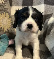 Elvis, a male Cavalier King Charles Spaniel for sale in Litchfield, IL – 1 of 3