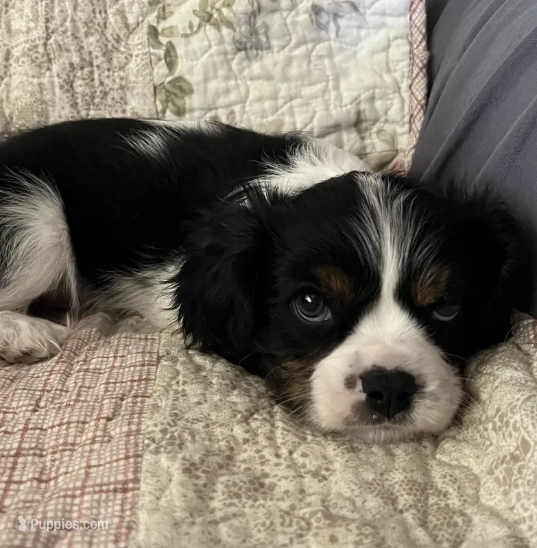 Elvis – Cavalier King Charles Spaniel puppy for sale in Litchfield, IL