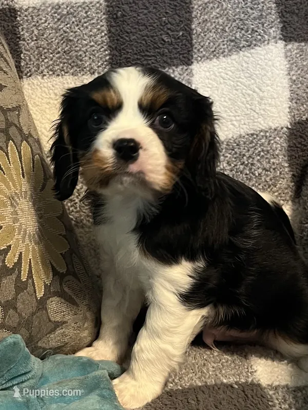 Dexter – Cavalier King Charles Spaniel puppy for sale in Litchfield, IL