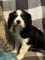 Dexter, a male Cavalier King Charles Spaniel for sale in Litchfield, IL – 1 of 5