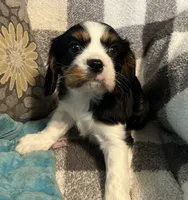 Dexter, a male Cavalier King Charles Spaniel for sale in Litchfield, IL – 5 of 5