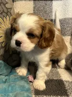 Waylon, a male Cavalier King Charles Spaniel for sale in Litchfield, IL – 2 of 4