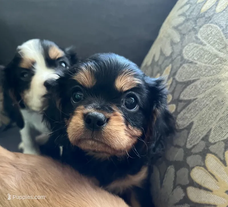 Mischief  – Cavalier King Charles Spaniel puppy for sale in Litchfield, IL