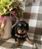 Mischief , a male Cavalier King Charles Spaniel for sale in Litchfield, IL – Photo 1 of 2