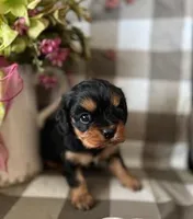 Mischief , a male Cavalier King Charles Spaniel for sale in Litchfield, IL – Photo 2 of 2