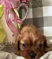 Archie, a male Cavalier King Charles Spaniel for sale in Litchfield, IL – Photo 3 of 3