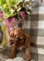 Archie, a male Cavalier King Charles Spaniel for sale in Litchfield, IL – Photo 2 of 3