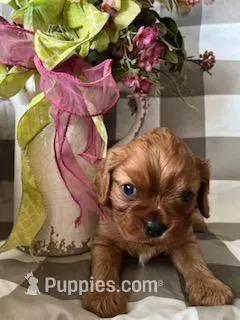 Archie – Cavalier King Charles Spaniel puppy for sale in Litchfield, IL