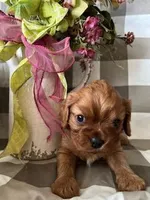 Archie, a male Cavalier King Charles Spaniel for sale in Litchfield, IL – Photo 1 of 3