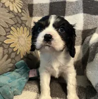 Elvis, a male Cavalier King Charles Spaniel for sale in Litchfield, IL – 3 of 3