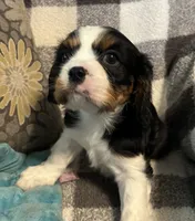 Dexter, a male Cavalier King Charles Spaniel for sale in Litchfield, IL – 2 of 5