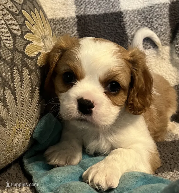 Waylon – Cavalier King Charles Spaniel puppy for sale in Litchfield, IL