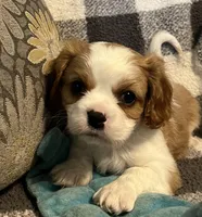 Waylon, a male Cavalier King Charles Spaniel for sale in Litchfield, IL – 1 of 4