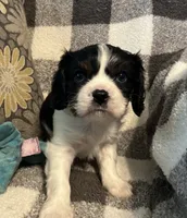 Elvis, a male Cavalier King Charles Spaniel for sale in Litchfield, IL – 2 of 3