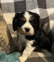 Dexter, a male Cavalier King Charles Spaniel for sale in Litchfield, IL – 4 of 5