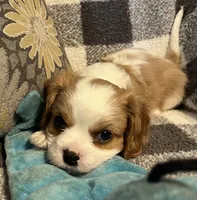 Waylon, a male Cavalier King Charles Spaniel for sale in Litchfield, IL – 4 of 4