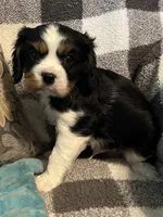 Dexter, a male Cavalier King Charles Spaniel for sale in Litchfield, IL – 3 of 5