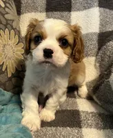 Waylon, a male Cavalier King Charles Spaniel for sale in Litchfield, IL – 3 of 4
