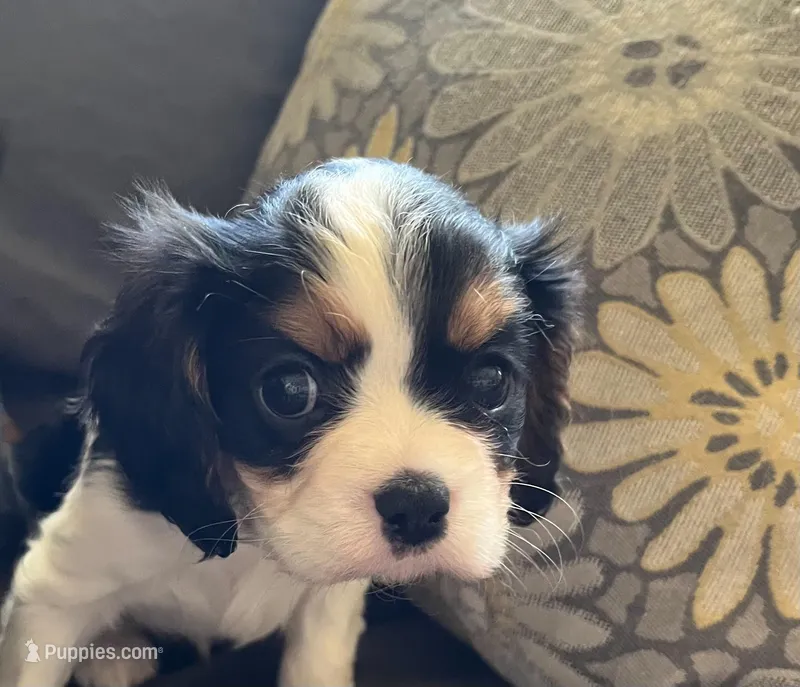 Angel – Cavalier King Charles Spaniel puppy for sale in Litchfield, IL