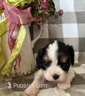 Angel – Cavalier King Charles Spaniel puppy for sale in Litchfield, IL